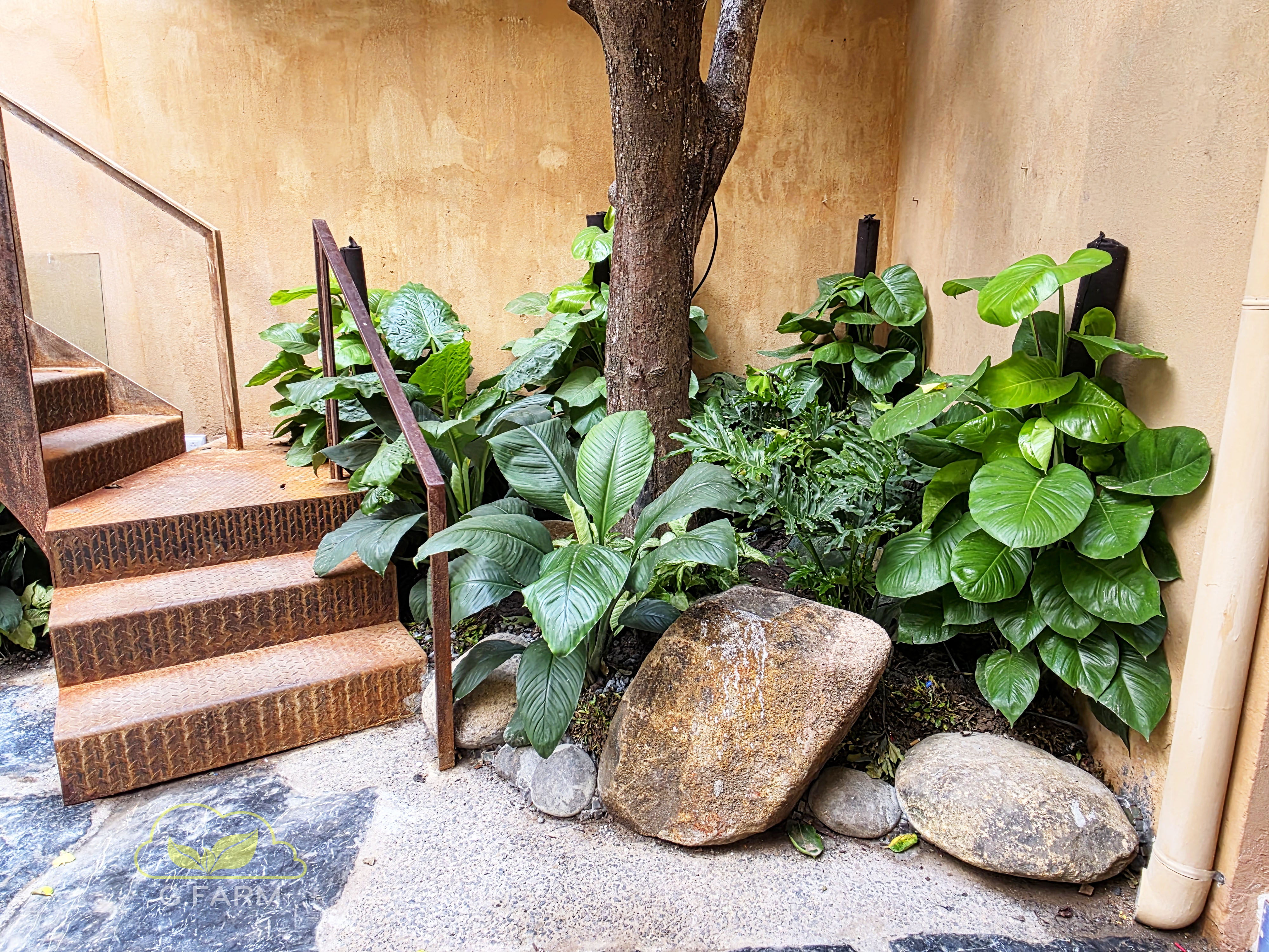 Thiết kế vườn Tropical đẹp – Xu hướng sân vườn được yêu thích tại Hà Nội